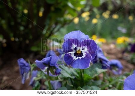 Pansy Flowers In The Garden