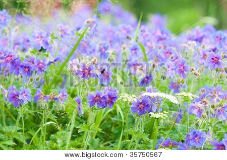 geranium kwitnienia lato / makro