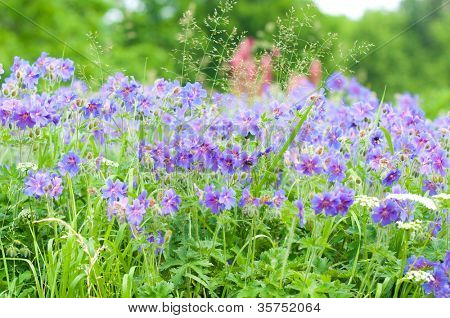 geranium kwitnienia lato / makro