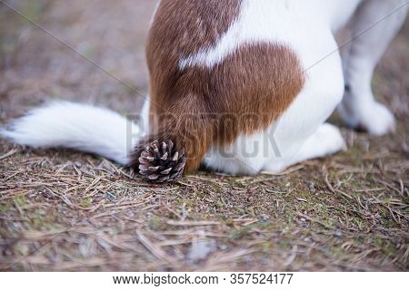 A Pinecone Under The Buttocks Of A Seated Dog