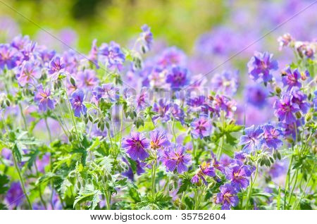 geranium kwitnienia lato / makro