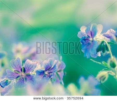 geranium kwitnienia lato przez nazwę gravetye