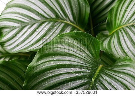 Calathea Orbifolia Close Up, Tropical Houseplant Room Decor