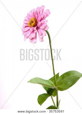Genere Zinnia, famiglia Compositae