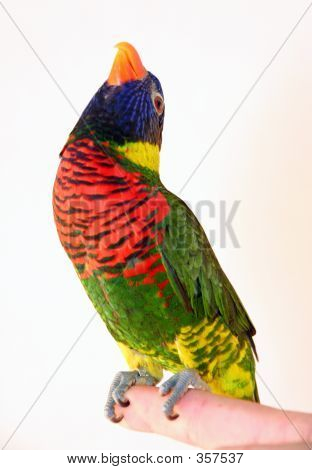 Pássaro de belo canto colorido