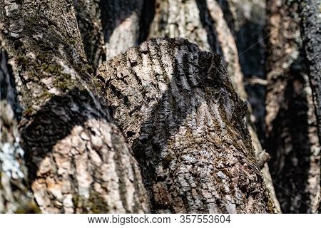 Vertical Logs With Bark, Sawn Tree Trunks Stand Close To Each Other. Creating A Wall From Natural An