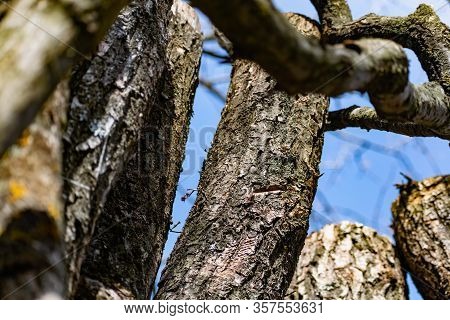 Vertical Logs With Bark, Sawn Tree Trunks Stand Close To Each Other. Creating A Wall From Natural An