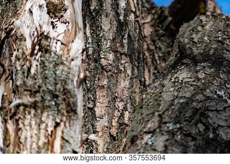 Vertical Logs With Bark, Sawn Tree Trunks Stand Close To Each Other. Creating A Wall From Natural An