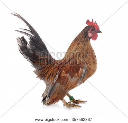 Malaysian Serama In Front Of White Background