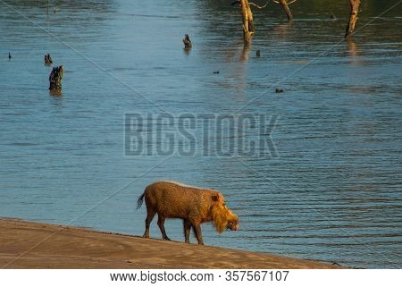 Bako, Kuching, Sarawak, Borneo, Malaysia: Bornean Bearded Pig Sus Barbatus On Bako National Park Bea