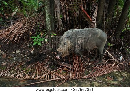Burnaska Bearded Pig Sus Barbatus In Bako National Park In Search Of Food In The Sand, Kuching, Mala