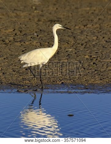 Little Egret, Egretta Garzetta, Walking Slowly Next To The Water, Camargue, France