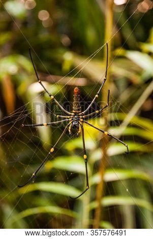 Spider On Spider Web After Rain Sarawak. Borneo. Malaysia