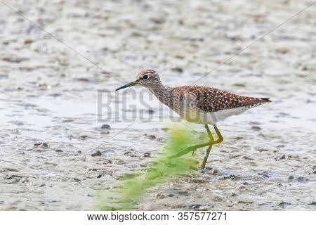 Sandpiper, Wood Sandpiper (tringa Glareola) Wader Bird Sandpiper