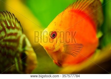 Portrait Of A Red Tropical Symphysodon Discus Fish In A Fishtank. Selective Focus Background.