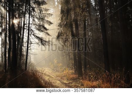 Autumn forest road path landscape Nature sunrise sun landscape Nature landscape Nature background autumn woods landscape trees Nature background Nature landscape mist fog Nature background landscape Nature light Nature landscape rays Nature background.