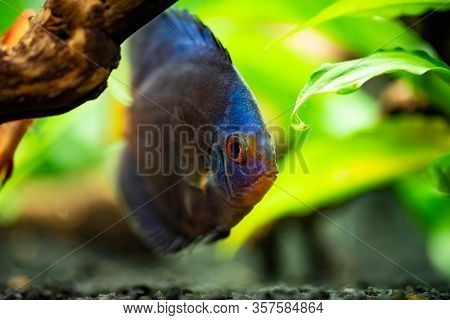 Portrait Of A Blue Tropical Symphysodon Discus Fish In A Fishtank. Selective Focus Background.