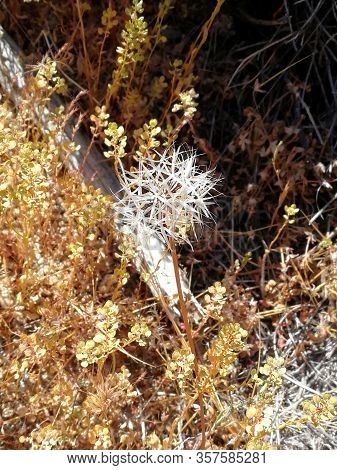 A thistle at Joshua tree national park California in spring