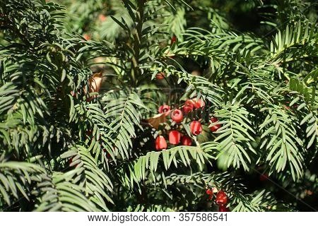 Strobili In The Leafage Of Yew In November