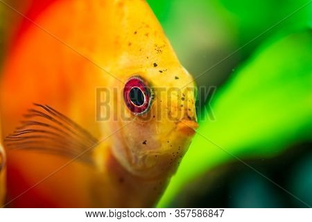 Portrait Of A Red Orange Tropical Symphysodon Discus Fish In A Fishtank. Selective Focus Background.