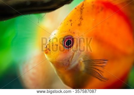 Portrait Of A Red Orange Tropical Symphysodon Discus Fish In A Fishtank. Selective Focus Background.