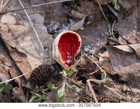 Spring Edible Mushroom - Sarcoscypha Austriaca Or Sarcoscypha Coccinea