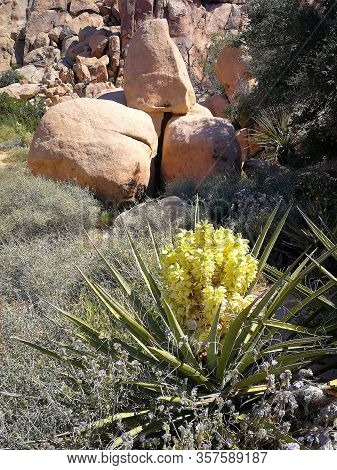 Beautful blooming cactus in the desert, America
