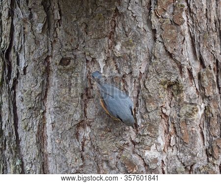 Close Up Wood Nuthatch Or Eurasian Nuthatch, Sitta Europaea Climbing At Tree Trunk And Hiding Sunflo