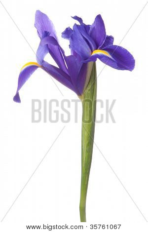 Blå iris eller blueflag blomst isoleret på hvid baggrund