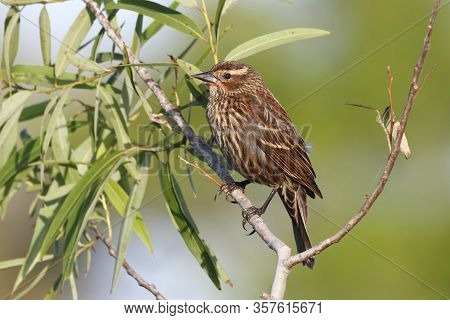 A  Female Red Winged Blackbird Pearched On A Bush In Florida
