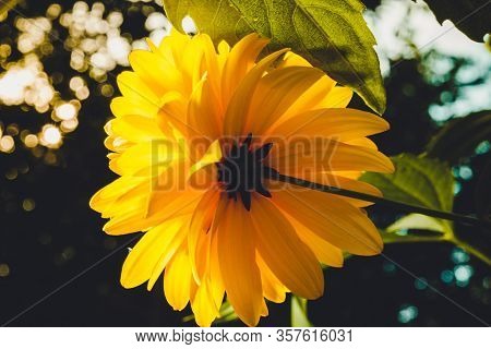 Yellow Flowers Of Rudbeckia Laciniata Goldquelle In The Open