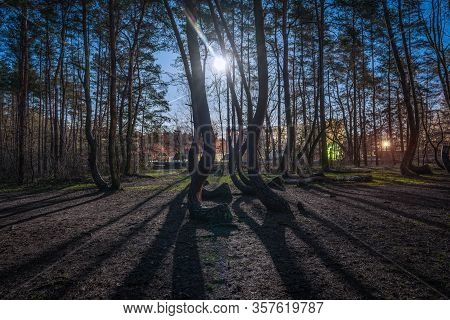 Nightshot With Full Moon At The Crooked Forest Krzywy Las