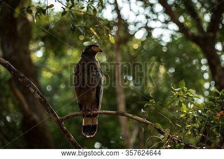 Portrait Of Crested Serpent Eagle Perched In Tree In Wilpattu National Park In Sri Lanka, Close Up P