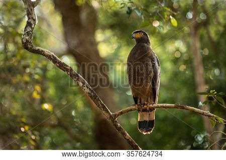 Portrait Of Crested Serpent Eagle Perched In Tree In Wilpattu National Park In Sri Lanka, Close Up P