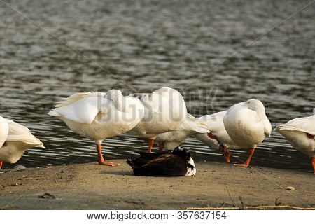 Sleeping Ducks At Lake Side On One Feet