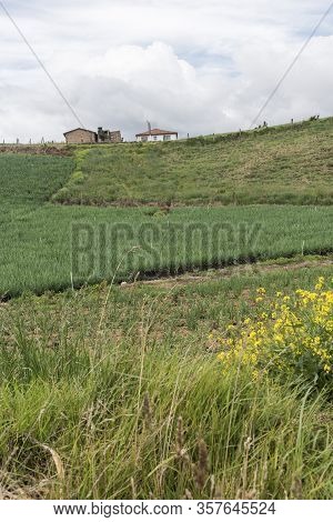 Aquitania, Boyaca / Colombia; April 8, 2018: Andean Landscape, Rural Constructions And Welsh Onion F