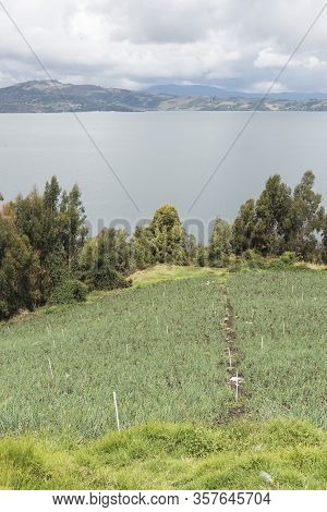 Rural Andean Landscape, Welsh Onion Fields, Allium Fistulosum, Near Tota, The Largest Colombian Lake