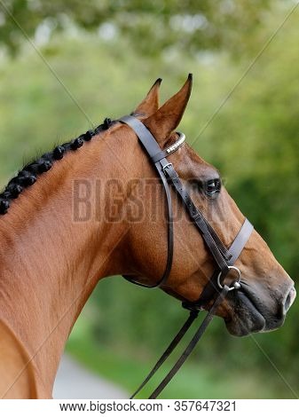 A Head Shot Of A Stunning Bay Stallion In A Snaffle Bridle Showing Of The Muscles In His Neck.