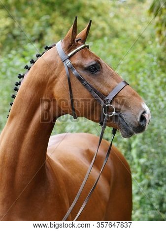 A Head Shot Of A Stunning Bay Stallion In A Snaffle Bridle Showing Of The Muscles In His Neck.