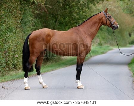 A Stunning Bay Stallion In A Snaffle Bridle Stands Up For The Camera.