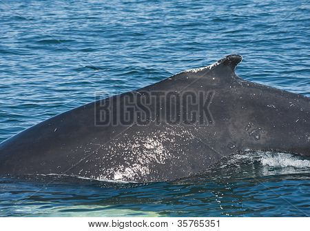 Possente megattera (Megaptera novaeangliae) visto dalla barca vicino a Husavik, Islanda