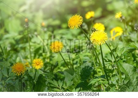 Field Of Yellow Dandelions. Summer Field Of Dandelions. Taraxacum Officinale, The Common Dandelion
