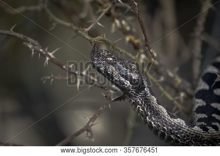 Bitis Nasicornis Venomous Viper