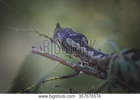 Bitis Nasicornis Venomous Viper