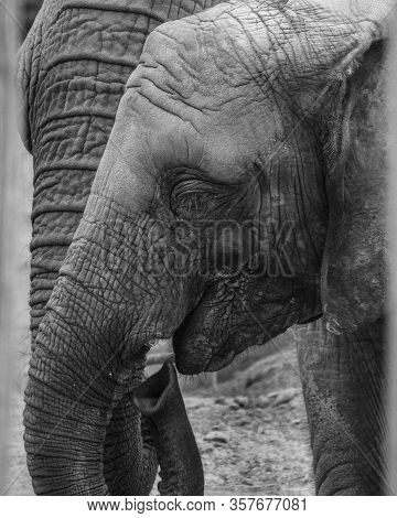 Black And White Elephant