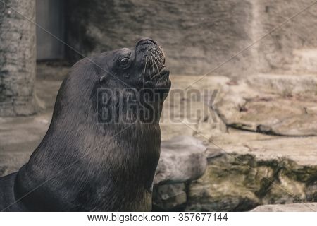 Huge Sea Lion