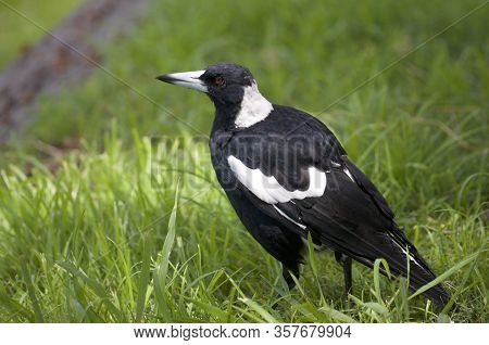 Close Up Picture Of A Beautiful Australian Magpie (gymnorhina Tibicen) Walking On Green Grass In Bri
