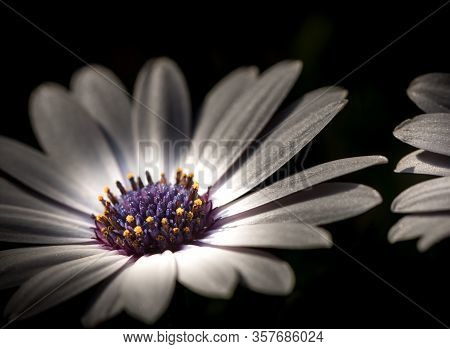 White Daisy With Purple Middle. Close Up. Osteospermum Fruticosum. Artistic White Flower On Black Ba