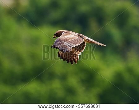 The Booted Eagle in flight (Aquila pennata)