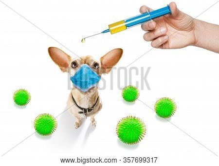 Sick And Ill Chihuahua Dog  Isolated On White Background With  Face Mask And Viral Coronvirus All Ov